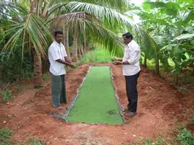Azolla Cultivation in Tamil below trees