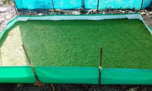Azolla Cultivation in Tamil